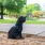 dog on a leash in neighborhood park